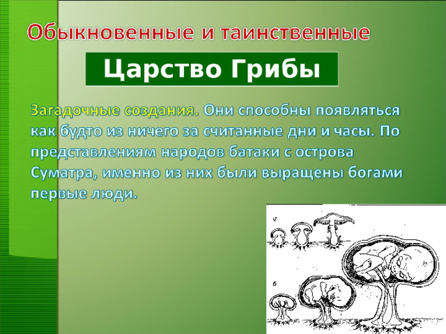 Царство Грибы