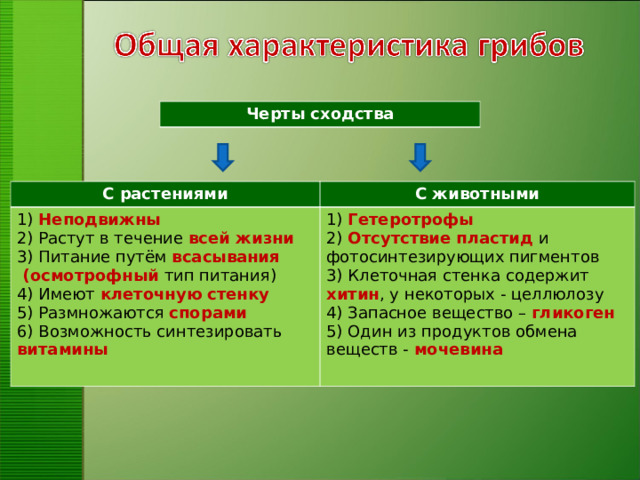 Черты сходства С растениями С животными 1) Неподвижны 2) Растут в течение всей жизни 3) Питание путём всасывания  ( осмотрофный тип питания)   1) Гетеротрофы 2) Отсутствие пластид и фотосинтезирующих пигментов 3) Клеточная стенка содержит хитин , у некоторых - целлюлозу 4) Запасное вещество – гликоген 5) Один из продуктов обмена веществ - мочевина 4) Имеют клеточную  стенку 5) Размножаются спорами 6) Возможность синтезировать витамины