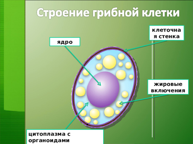 клеточная стенка ядро жировые включения цитоплазма с органоидами