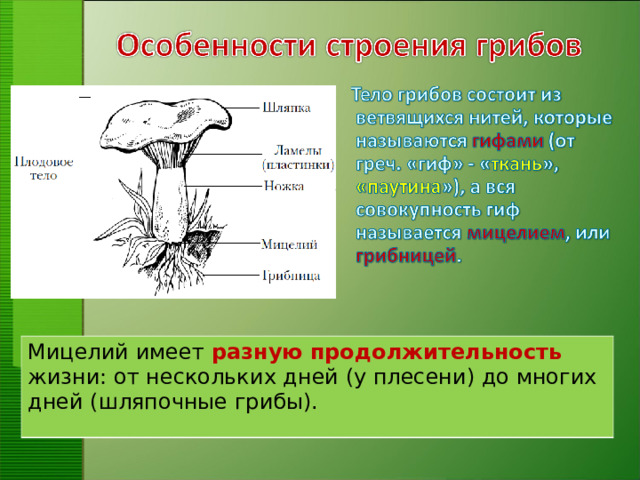 Мицелий имеет разную продолжительность жизни: от нескольких дней (у плесени) до многих дней (шляпочные грибы).