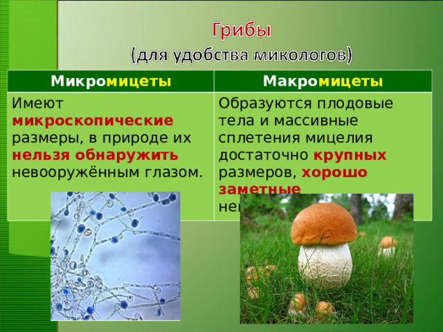 Микро мицеты Макро мицеты Имеют микроскопические размеры, в природе их нельзя обнаружить невооружённым глазом. Образуются плодовые тела и массивные сплетения мицелия достаточно крупных размеров, хорошо заметные невооружённым глазом.
