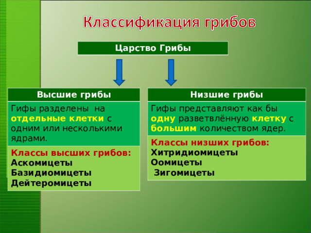 Царство Грибы Высшие грибы Низшие грибы Гифы разделены на отдельные клетки с одним или несколькими ядрами. Гифы представляют как бы одну  разветвлённую клетку с большим количеством ядер. Классы высших грибов: Классы низших грибов: Аскомицеты Базидиомицеты Дейтеромицеты Хитридиомицеты Оомицеты  Зигомицеты