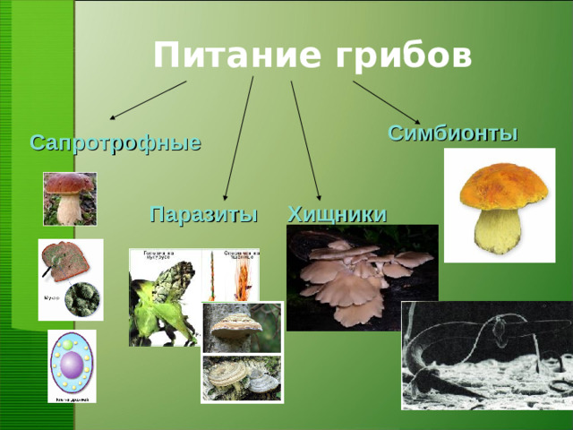 Питание грибов Симбионты Сапротрофные Паразиты Хищники