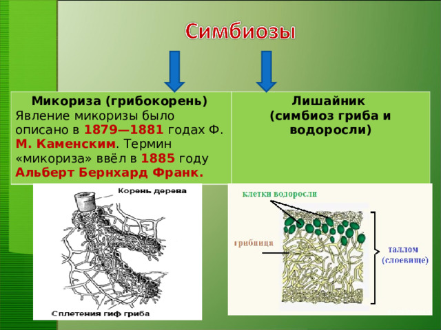 Микориза (грибокорень)  Явление микоризы было описано в 1879—1881 годах Ф. М. Каменским . Термин «микориза» ввёл в 1885 году Альберт Бернхард Франк. Лишайник (симбиоз гриба и водоросли)