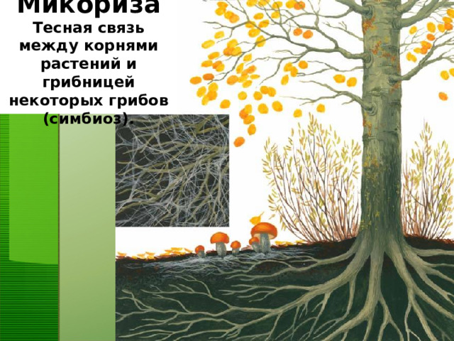 Микориза  Тесная связь между корнями растений и грибницей некоторых грибов (симбиоз).