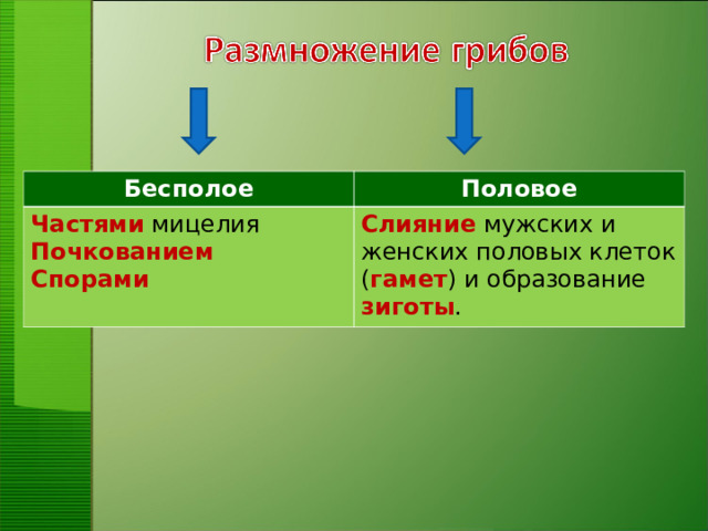 Бесполое Половое Частями мицелия Почкованием Спорами Слияние мужских и женских половых клеток ( гамет ) и образование зиготы .