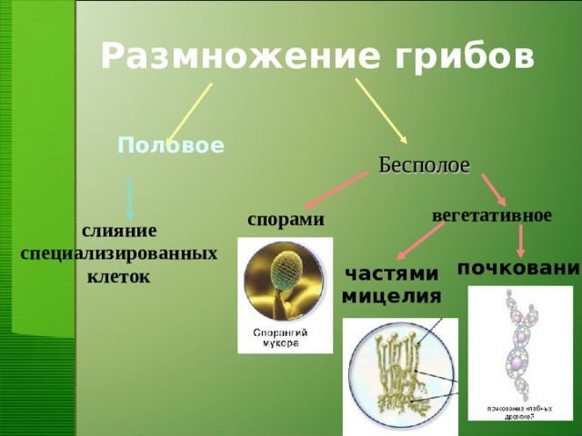 Размножение грибов Половое Бесполое Бесполое вегетативное вегетативное спорами спорами слияние специализированных клеток слияние специализированных клеток почкование частями мицелия