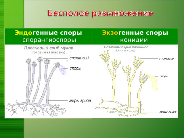 Эндо генные споры   спорангиоспоры Экзо генные споры конидии 