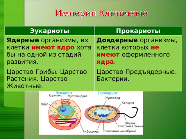 Эукариоты Прокариоты Ядерные организмы, их клетки имеют ядро хотя бы на одной из стадий развития. Доядерные организмы, клетки которых не имеют оформленного ядра . Царство Грибы. Царство Растения. Царство Животные. Царство Предъядерные. Бактерии.