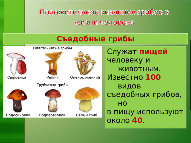 Съедобные грибы Служат пищей человеку и животным. Известно 100 видов съедобных грибов, но в пищу используют около 40 .