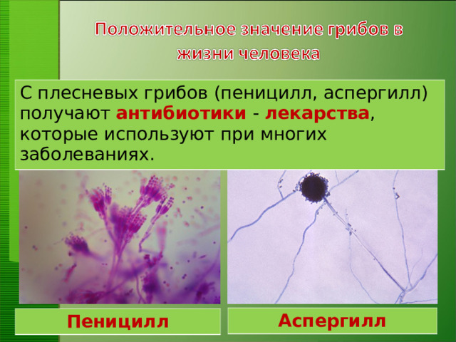 С плесневых грибов (пеницилл, аспергилл) получают антибиотики - лекарства , которые используют при многих заболеваниях.  Аспергилл Пеницилл