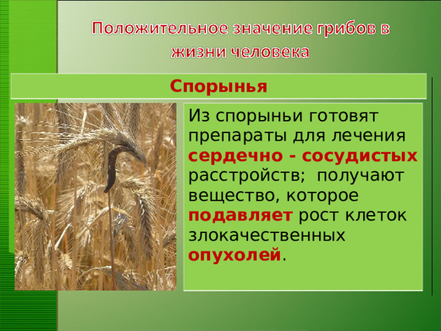Спорынья Из спорыньи готовят препараты для лечения сердечно - сосудистых расстройств;  получают вещество, которое подавляет рост клеток злокачественных опухолей . 