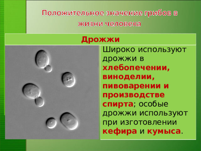 Дрожжи Широко  используют  дрожжи  в  хлебопечении, виноделии, пивоварении и производстве спирта ;  особые дрожжи используют при изготовлении кефира и кумыса . 