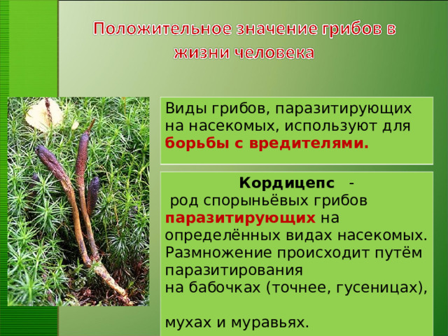 Виды грибов, паразитирующих на насекомых, используют для  борьбы с вредителями. Кордицепс    -  род спорыньёвых грибов паразитирующих на определённых видах насекомых. Размножение происходит путём паразитирования на бабочках (точнее, гусеницах),  мухах и муравьях.