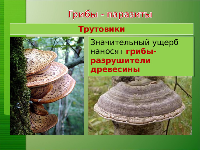 Трутовики Значительный ущерб наносят грибы-разрушители древесины