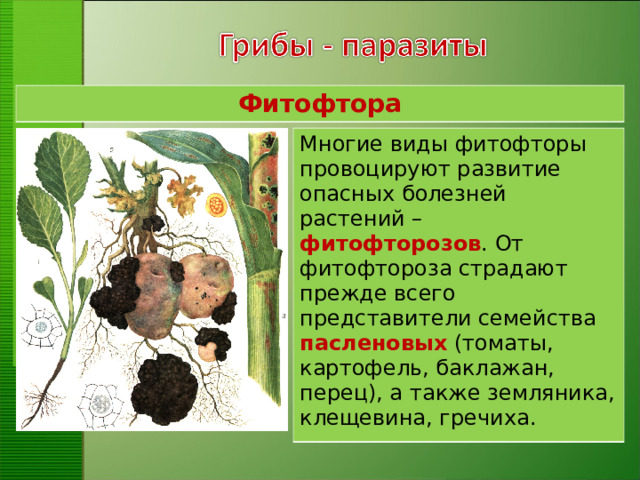 Фитофтора Многие виды фитофторы провоцируют развитие опасных болезней растений – фитофторозов . От фитофтороза страдают прежде всего представители семейства пасленовых (томаты, картофель, баклажан, перец), а также земляника, клещевина, гречиха.