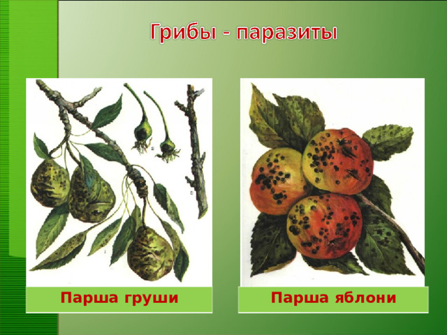 Парша груши Парша яблони