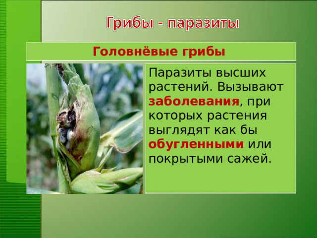 Головнёвые грибы Паразиты высших растений. Вызывают  заболевания , при которых растения выглядят как бы обугленными или покрытыми сажей.