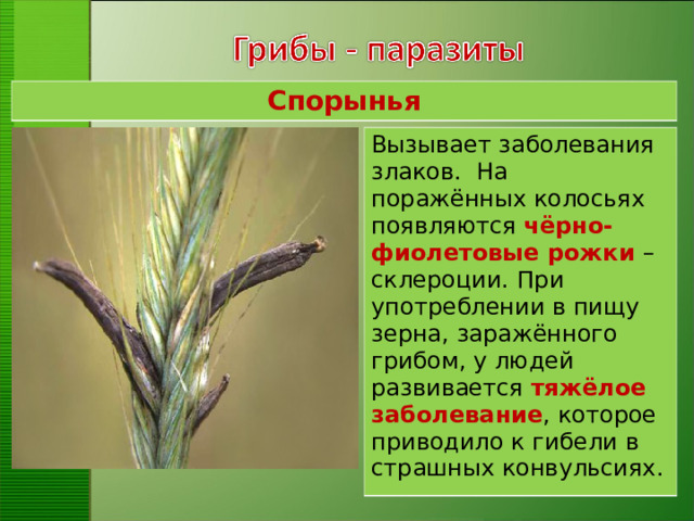 Спорынья Вызывает заболевания злаков.  На поражённых колосьях появляются чёрно-фиолетовые рожки – склероции.  При употреблении в пищу зерна, заражённого грибом, у людей развивается тяжёлое заболевание , которое приводило к гибели в страшных конвульсиях.