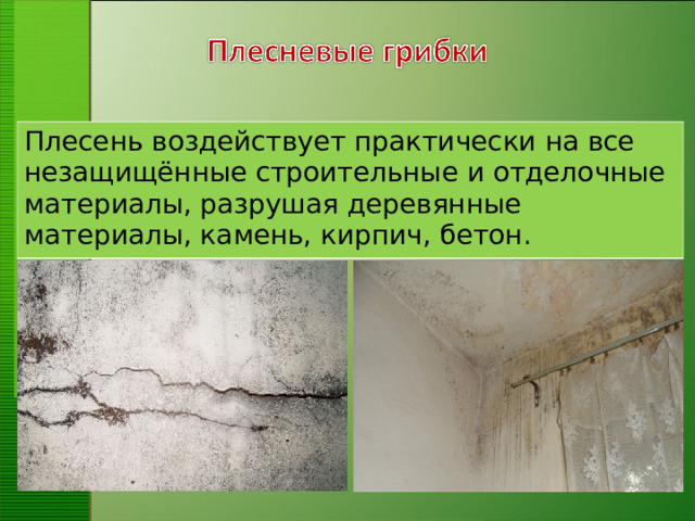 Плесень воздействует практически на все незащищённые строительные и отделочные материалы, разрушая деревянные материалы, камень, кирпич, бетон. 