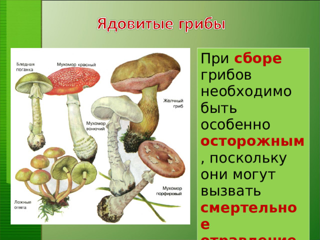 При  сборе грибов необходимо быть особенно осторожным , поскольку они могут вызвать смертельное отравление.