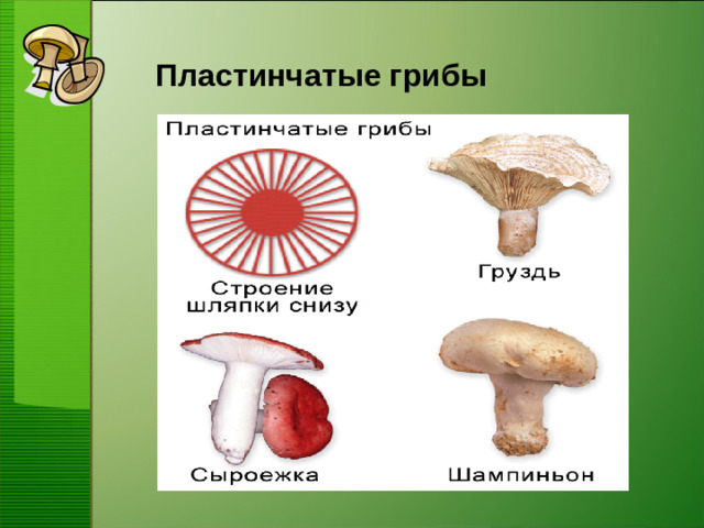 Пластинчатые грибы