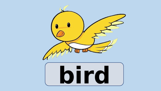 bird