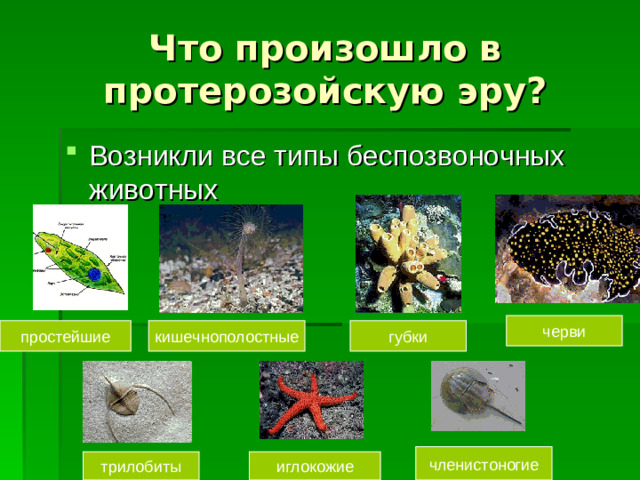 Что произошло в протерозойскую эру? Возникли все типы беспозвоночных животных черви простейшие кишечнополостные губки членистоногие трилобиты иглокожие