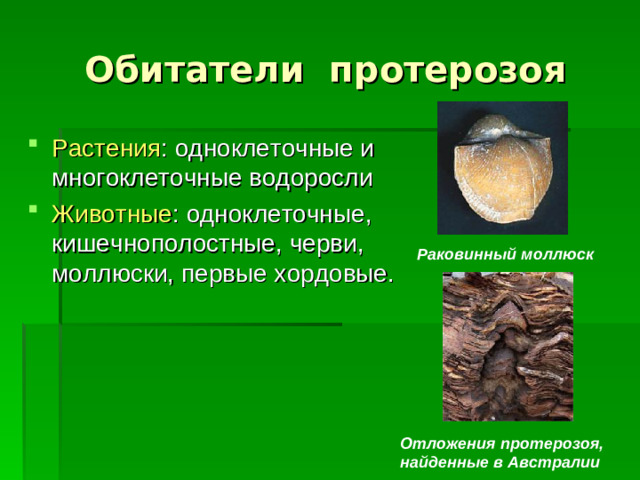 Обитатели протерозоя Растения : одноклеточные и многоклеточные водоросли Животные : одноклеточные, кишечнополостные, черви, моллюски, первые хордовые. Раковинный моллюск Отложения протерозоя, найденные в Австралии