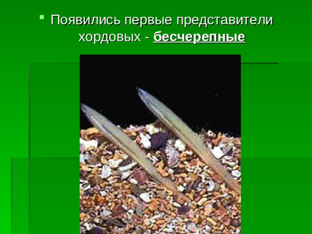 Появились первые представители хордовых - бесчерепные