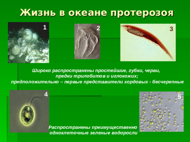 Жизнь в океане протерозоя 1 2 3 Широко распространены простейшие, губки, черви, предки трилобитов и иглокожих;  предположительно – первые представители хордовых - бесчерепные 4 5 Распространены преимущественно  одноклеточные зеленые водоросли