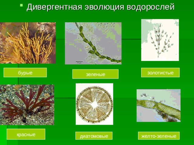 Дивергентная эволюция водорослей