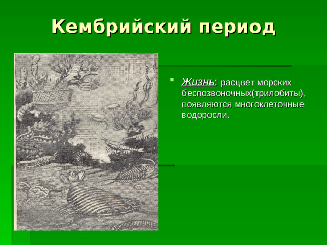 Кембрийский период