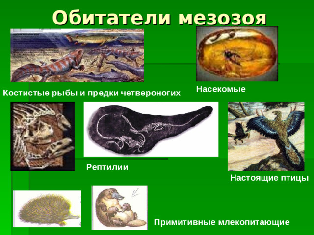 Обитатели мезозоя Насекомые Костистые рыбы и предки четвероногих Рептилии Настоящие птицы Примитивные млекопитающие