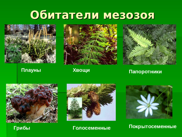 Обитатели мезозоя Плауны Хвощи Папоротники  Покрытосеменные Грибы Голосеменные