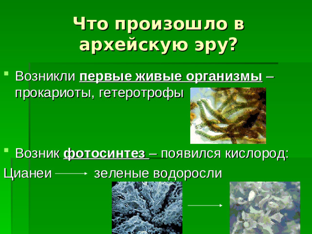 Что произошло в архейскую эру? Возникли первые живые организмы – прокариоты, гетеротрофы   Возник фотосинтез – появился кислород: Цианеи зеленые водоросли