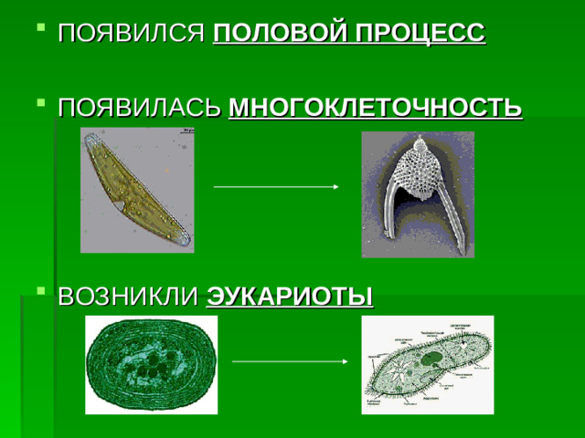 ПОЯВИЛСЯ ПОЛОВОЙ ПРОЦЕСС  ПОЯВИЛАСЬ МНОГОКЛЕТОЧНОСТЬ     ВОЗНИКЛИ ЭУКАРИОТЫ