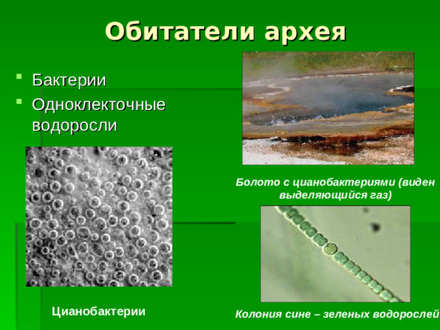 Обитатели архея Бактерии Одноклекточные водоросли   Болото с цианобактериями (виден выделяющийся газ) Цианобактерии Колония сине – зеленых водорослей